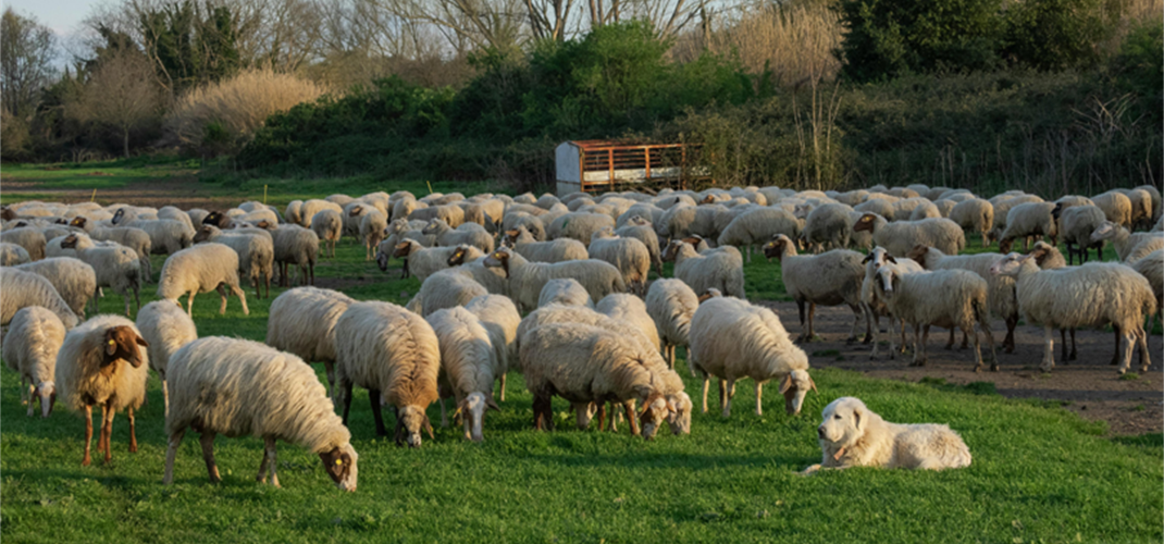 Kırsalda Bereket, Küçükbaşa Destek Projesi Başlıyor